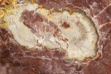 Beautiful Petrified Wood (Araucaria) Round - Madagascar #325554-1